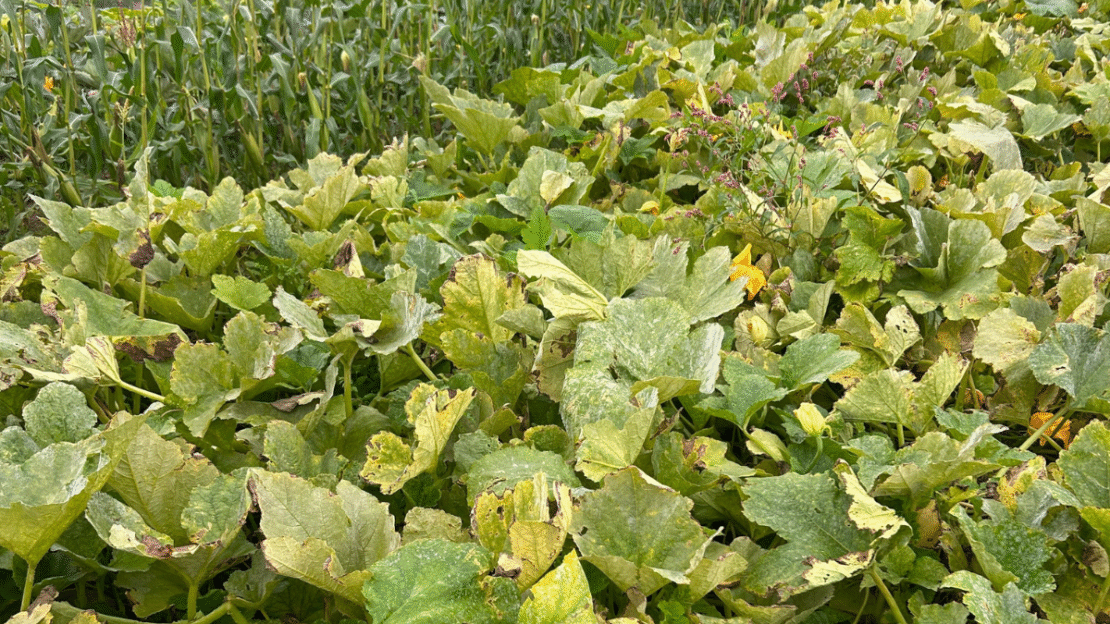 Local farm food growing for local communities