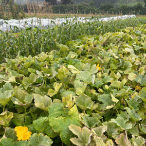Local farm food growing for local communities
