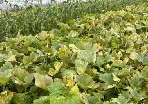Local farm food growing for local communities